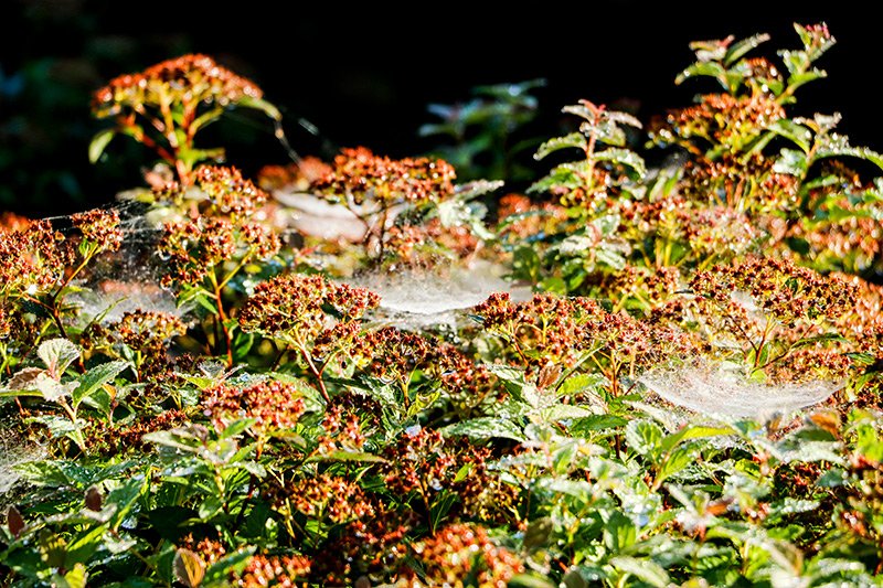dew-spider-webs-bushes.jpg