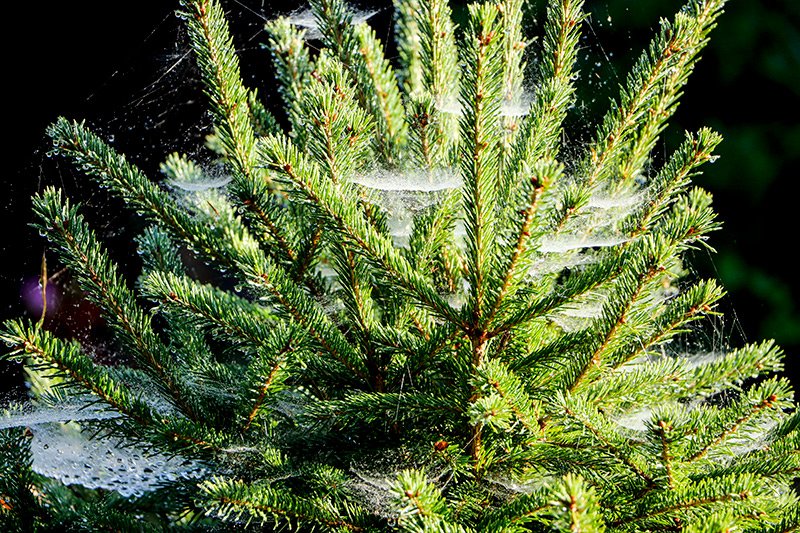norway-spruce-tree-cobwebs-dew.jpg