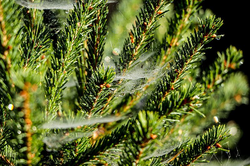 pine-tree-dew-spider-webs.jpg
