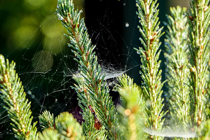 spider-webs-morning-dew.jpg