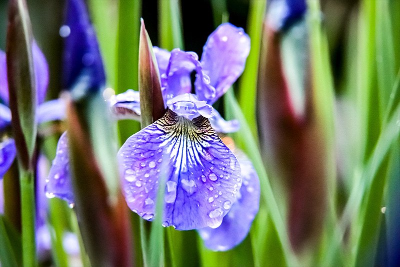 droplets-purple-iris.jpg