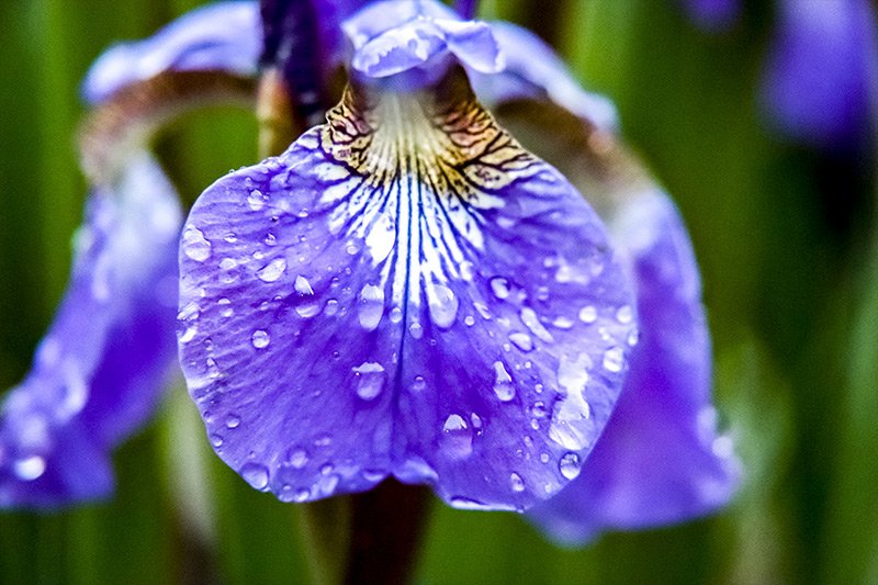 iris-petal.jpg