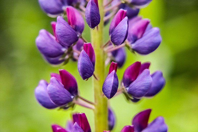 purple-lupine.jpg
