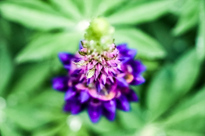 purple-lupine-looking-down.jpg