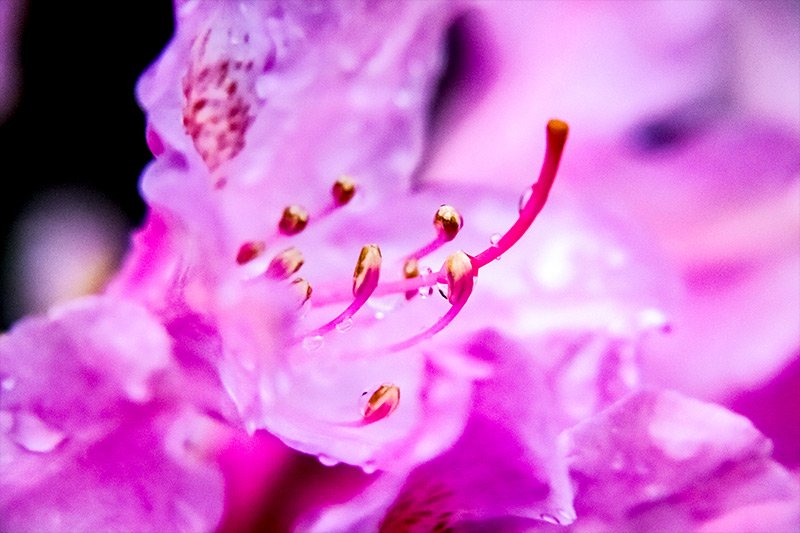 rhodedendron-thislte.jpg
