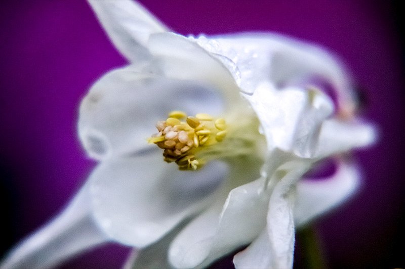 thistle-petals-seeds.jpg