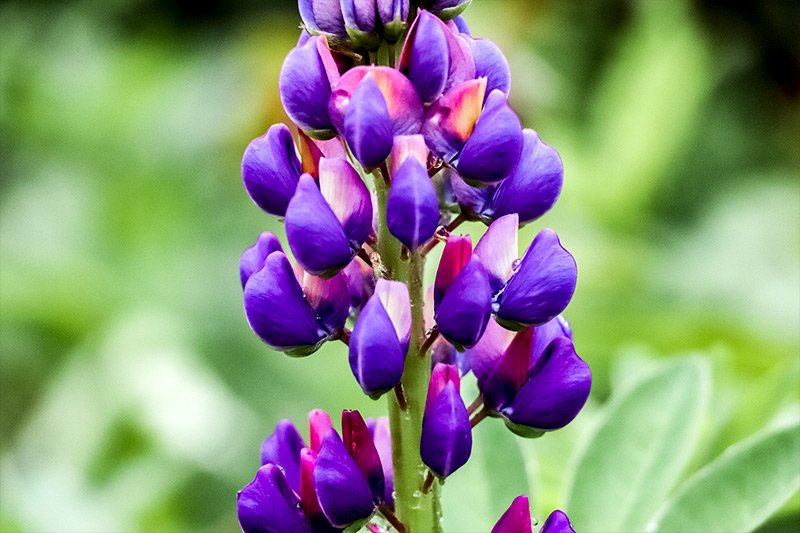 unblossomed-lupine.jpg