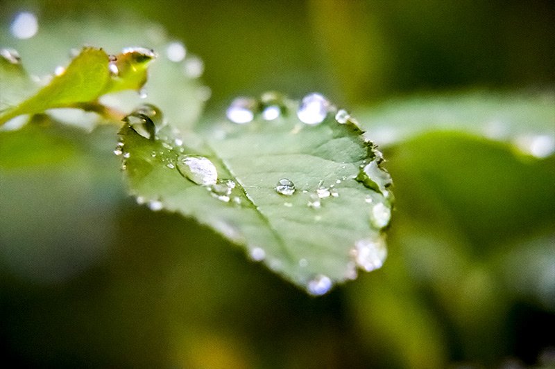 water-droplets-rose-leaf.jpg