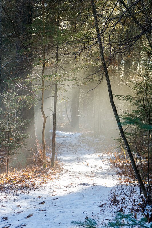 fog-sun-woods-maine.jpg