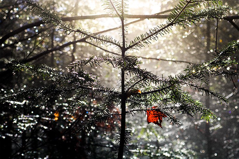 small-pine-tree-soft-sunlight.jpg