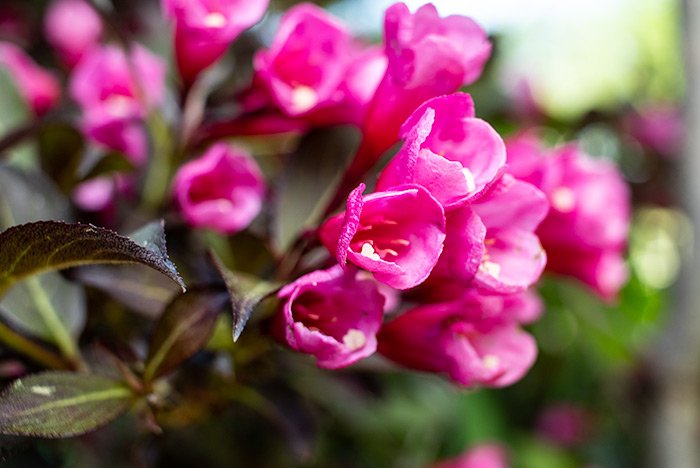 pink-flowers.jpg