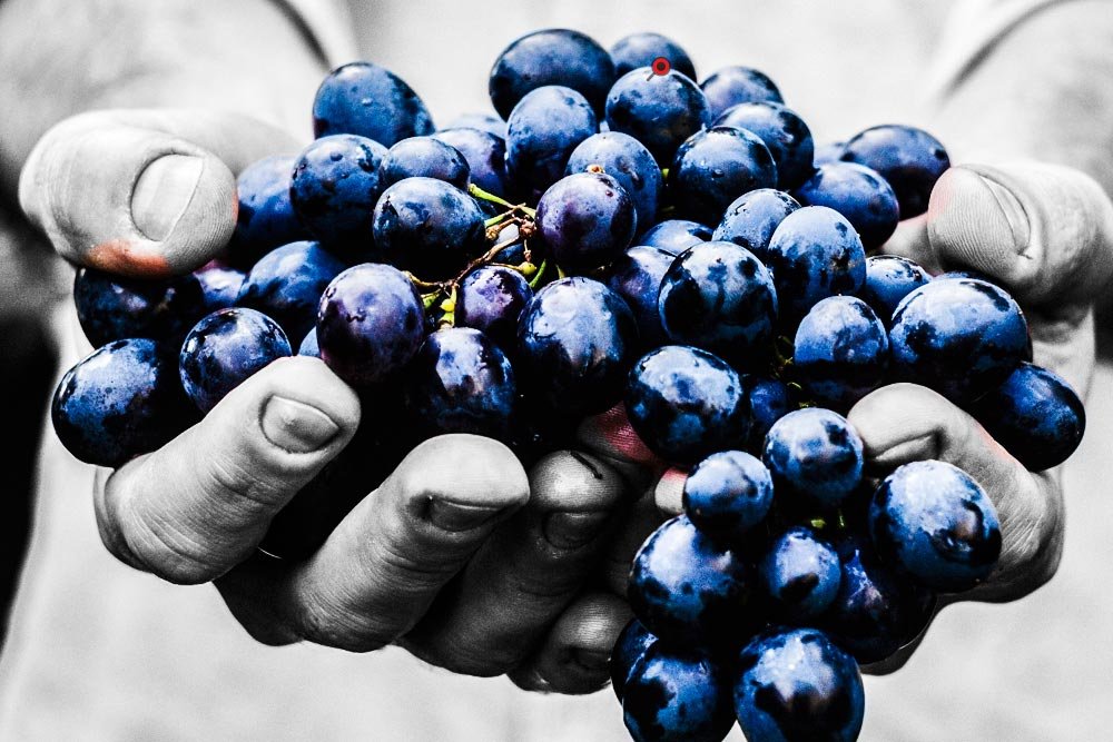 coloring-grapes.jpg