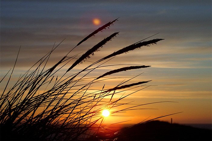 sea-grass-sunset.jpg