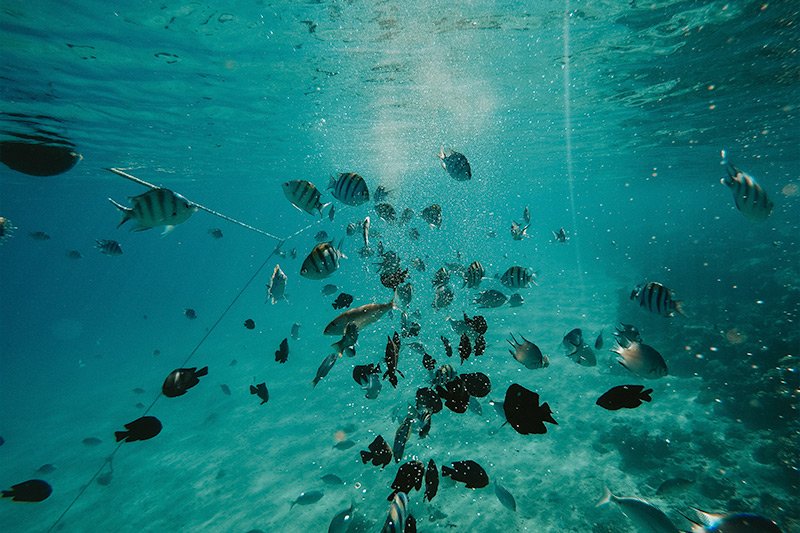 fish-under-water-original.jpg