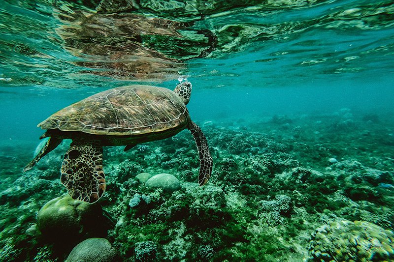 turtle-under-water.jpg