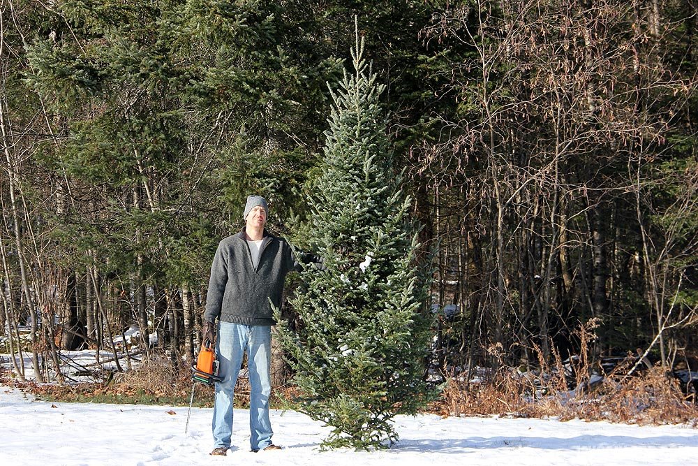 home-cut-christmas-tree.jpg