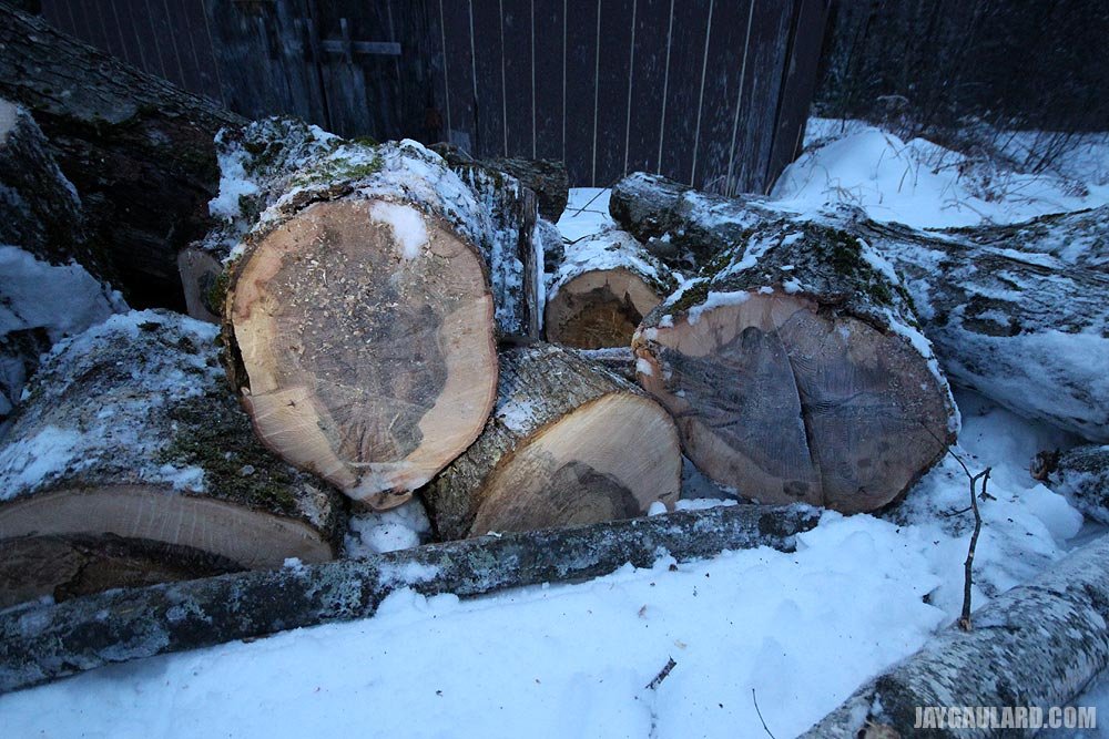 big-tree-logs.jpg