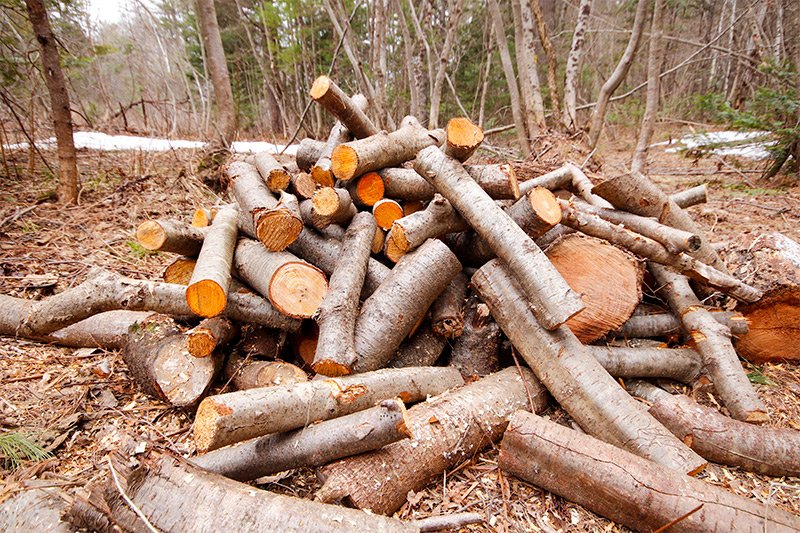 cut-firewood.jpg