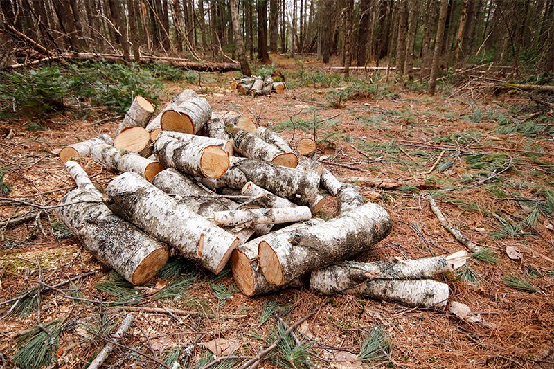 white-birch-firewood.jpg