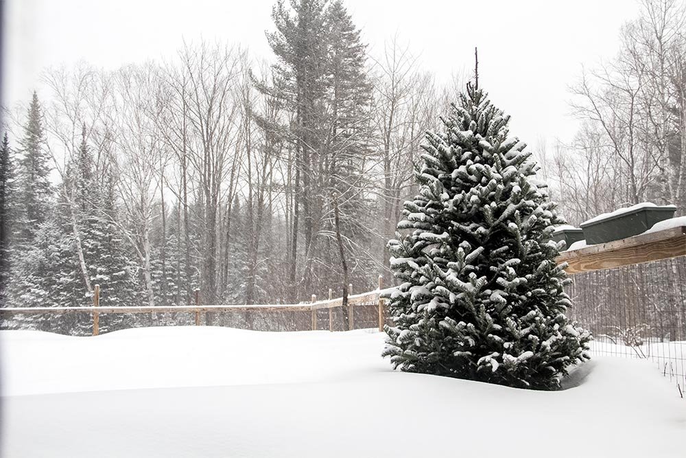 snow-covering-pine-tree.jpg