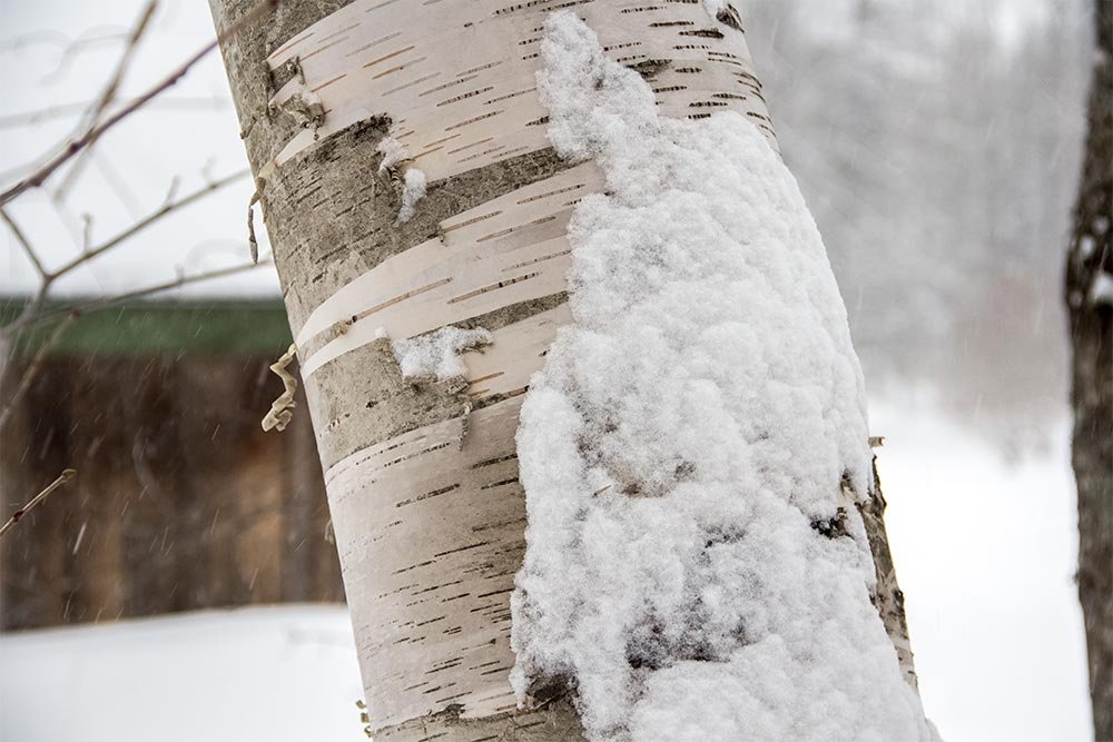 snow-on-side-of-white-birch.jpg