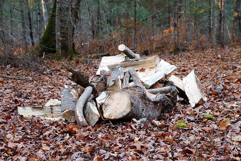 cut-split-white-pine-firewood.jpg