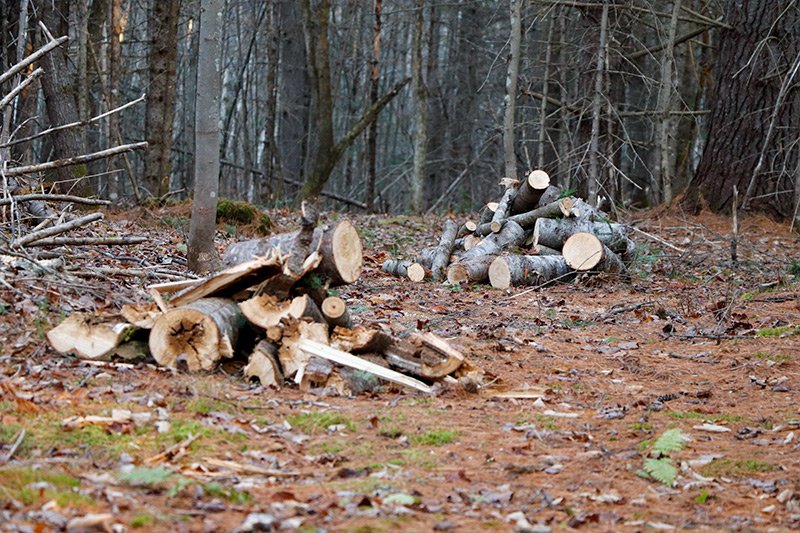 cut-spruce-firewood.jpg