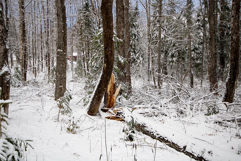 02-downed-maple-tree-snow-storm.jpg