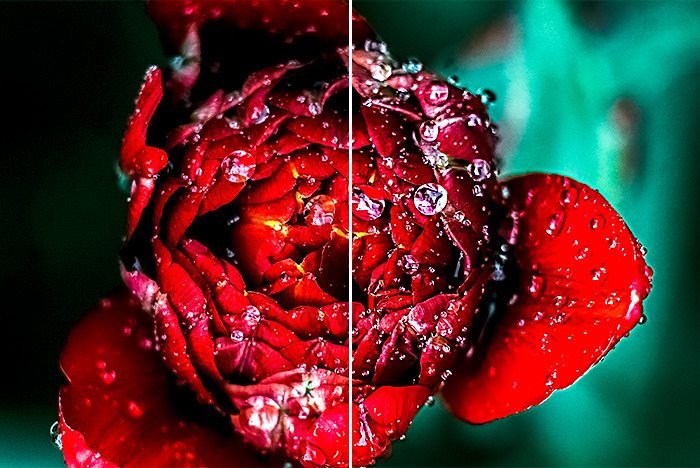 rose-before-after.jpg