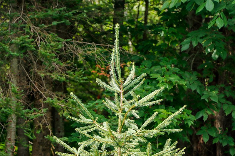 norway-spruce-new-growth.jpg