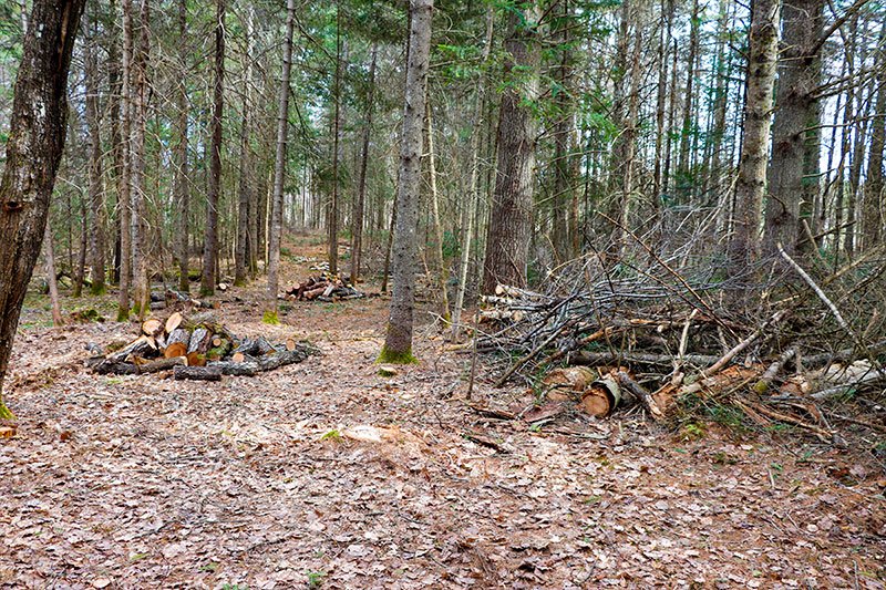 tree-thinning-in-forest.jpg