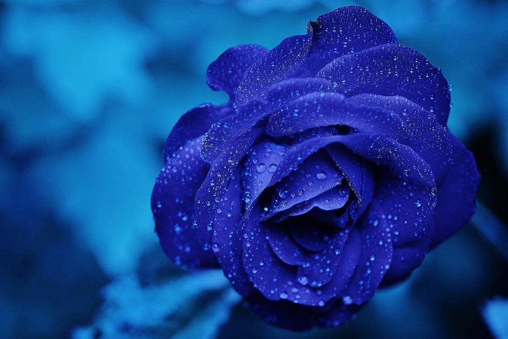 original-blue-rose-photo.jpg