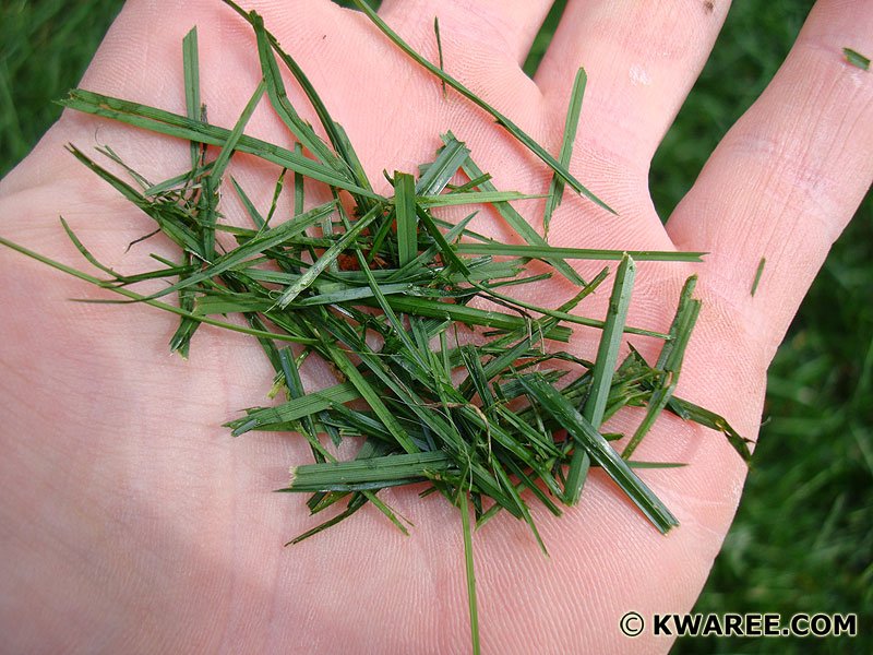 grass-clippings.jpg
