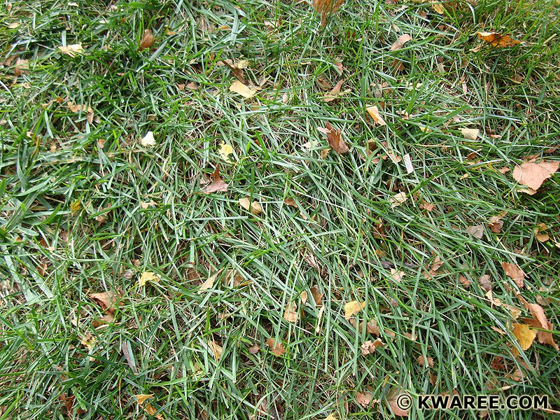 mulched-leaves.jpg