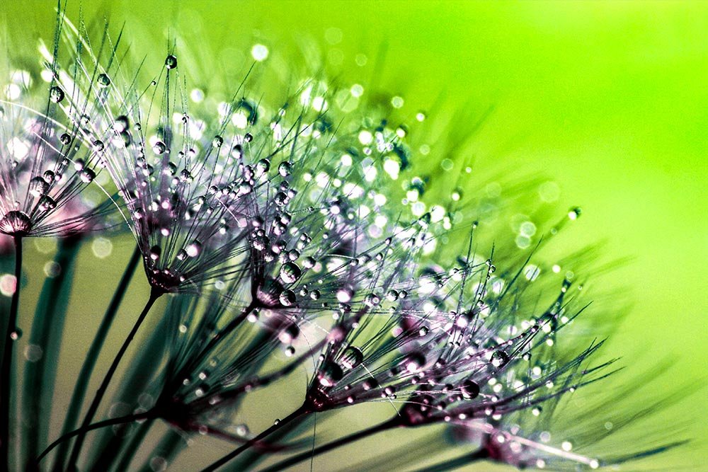 final-water-droplet-flower-image.jpg