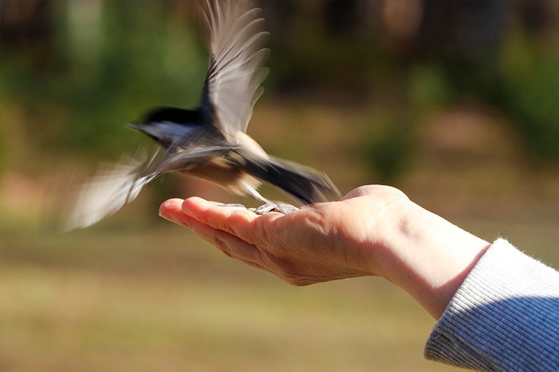 chickadee-flying-from-hand.jpg