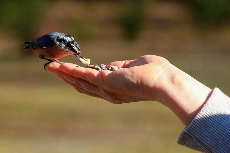 red-brested-nuthatch-eating-from-hand.jpg