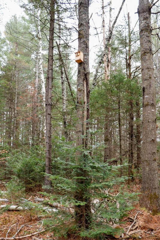 nesting-box-tall-spruce-tree.jpg