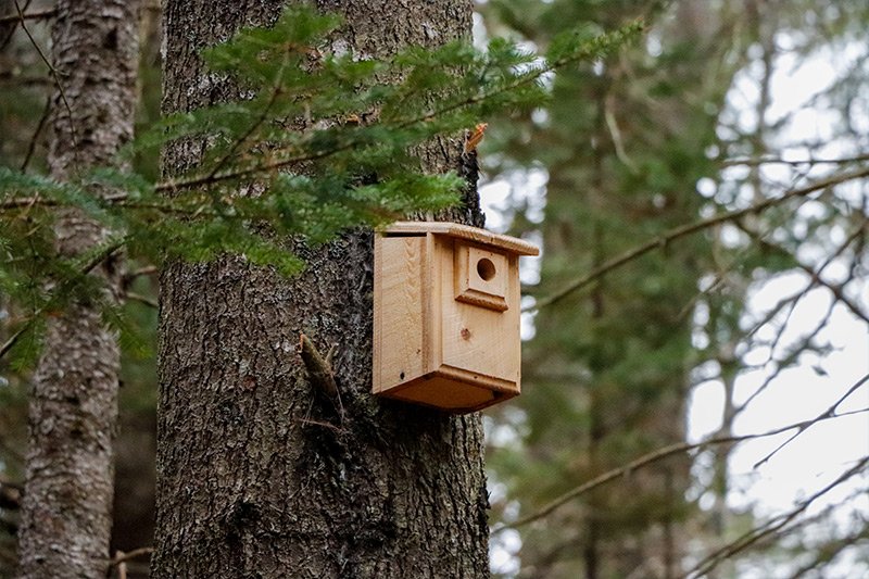 small-bird-nesting-box.jpg