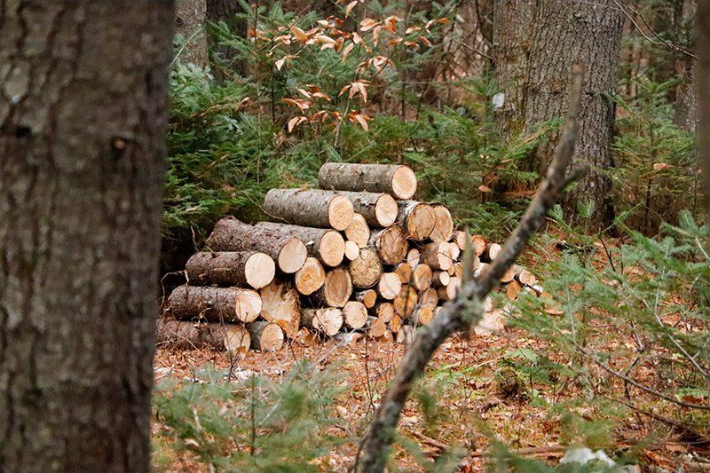 spruce-pine-firewood-pile.jpg