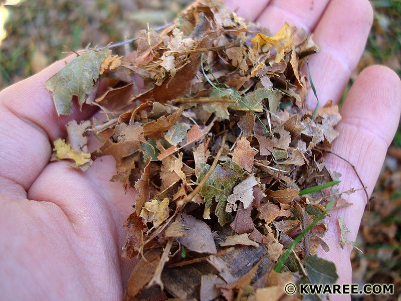 mulched-leaf-litter.jpg