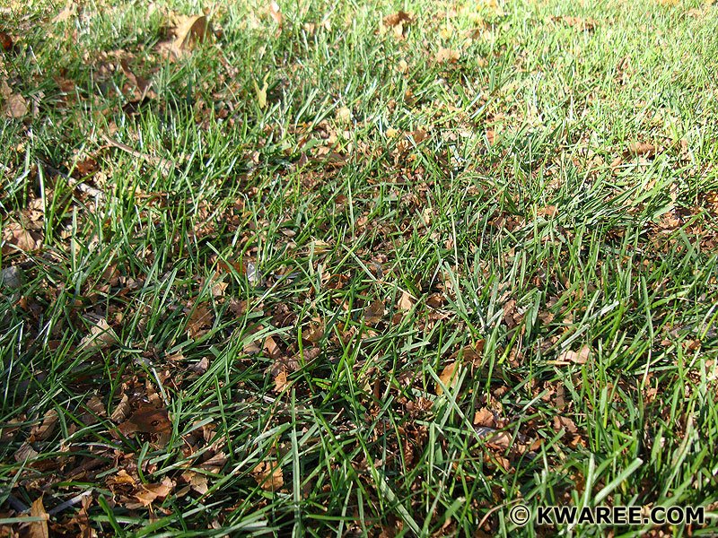 mulched-leaves-in-grass.jpg