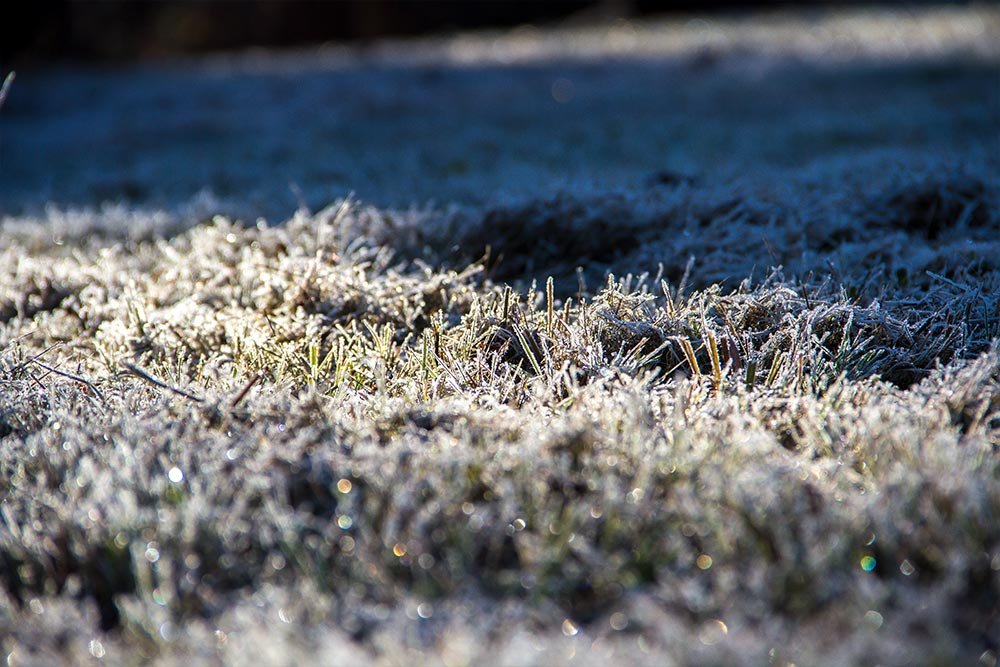 frost-grass.jpg