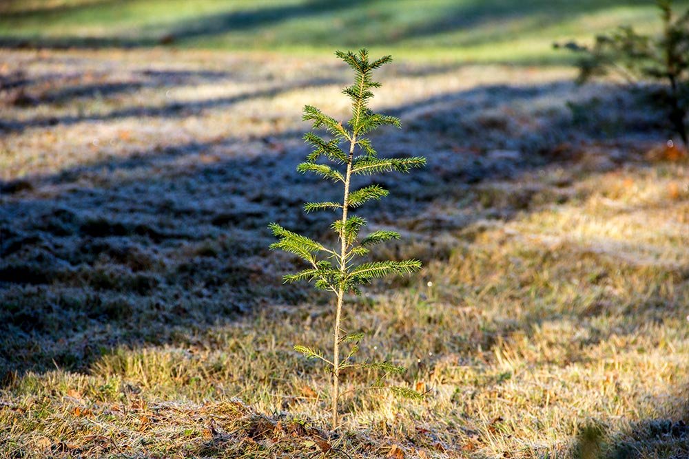 young-norway-spruce.jpg
