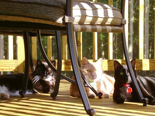 cats-on-porch.jpg