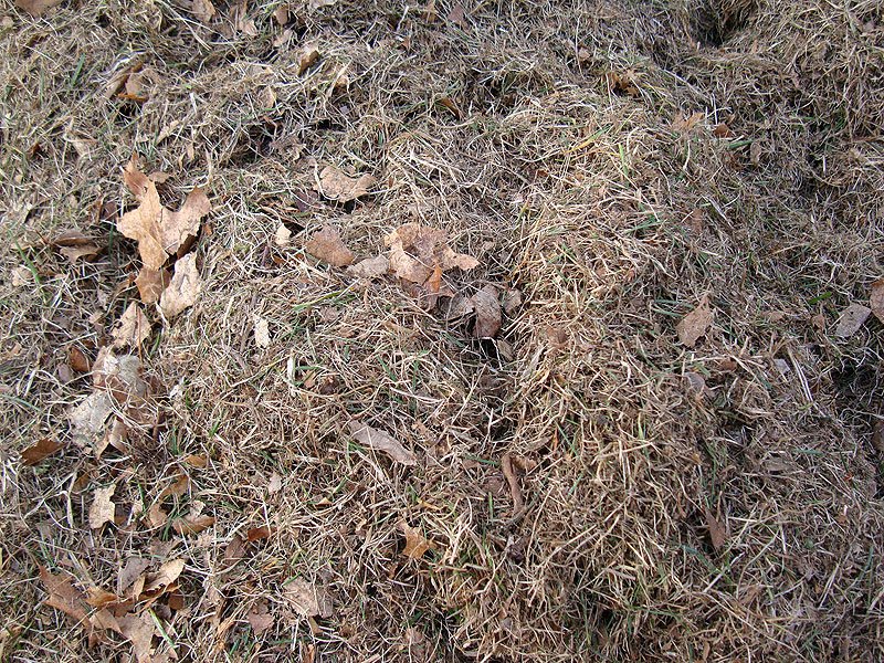 dead-grass-pile.jpg