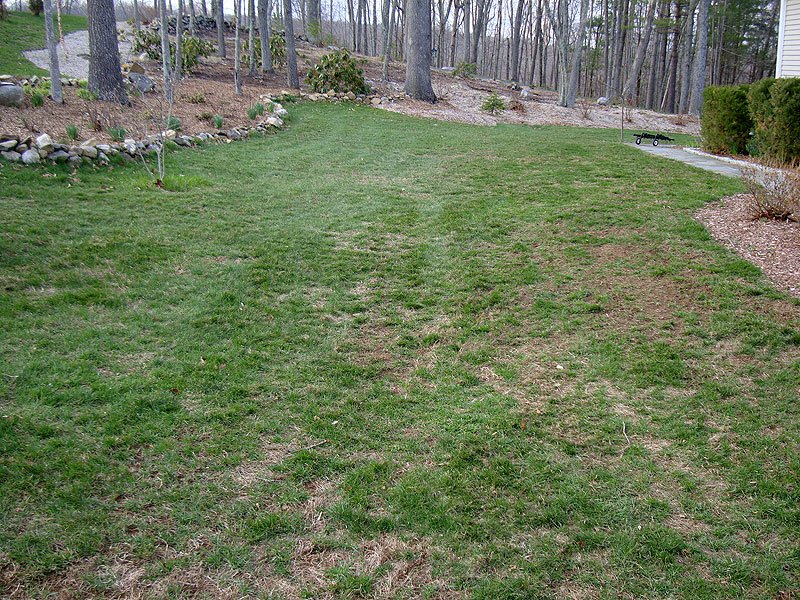 overseeded-front-lawn.jpg