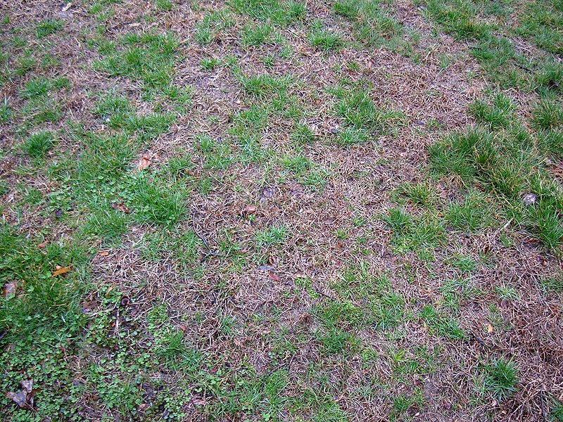 dead-grass-patches-in-lawn.jpg