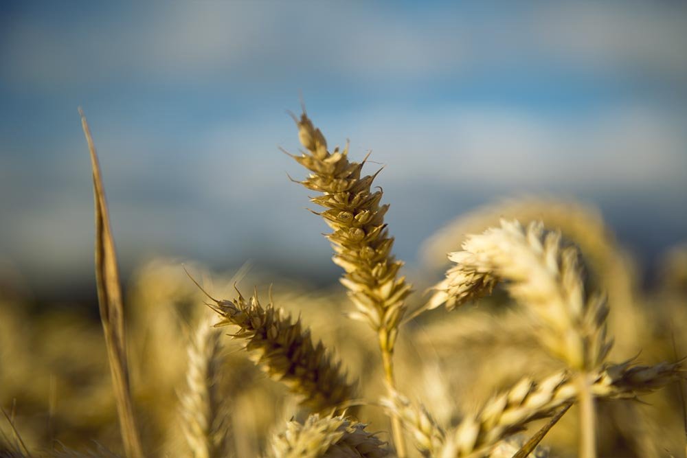 wheat-photo.jpg