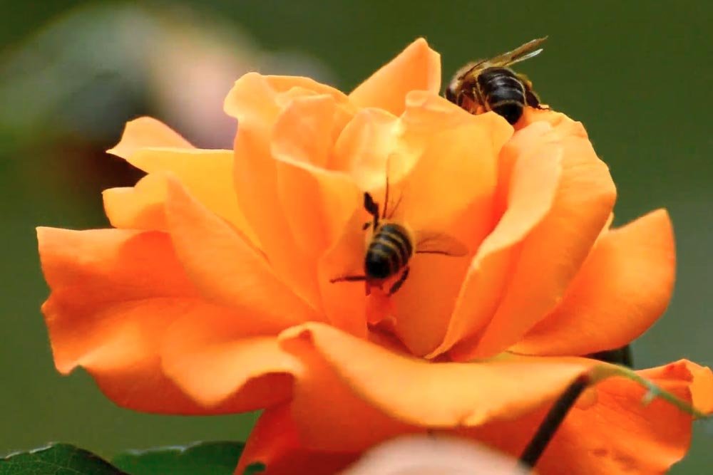 flower-bees.jpg